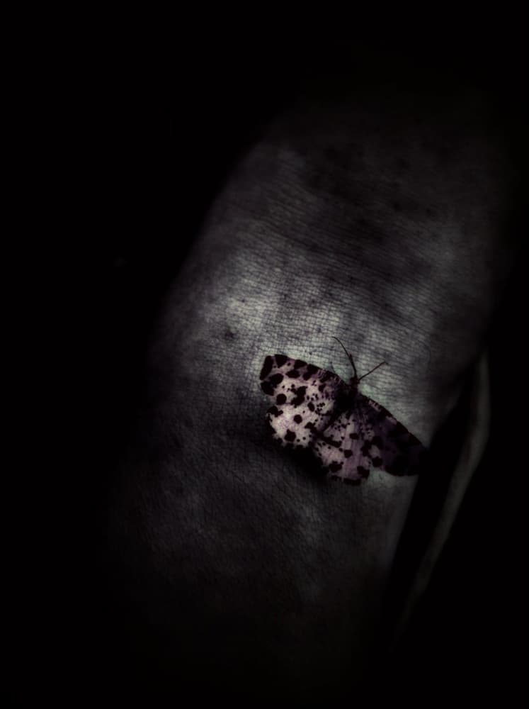 Moody Spotted Moth by Dalibor Davidovic — canvas wall art