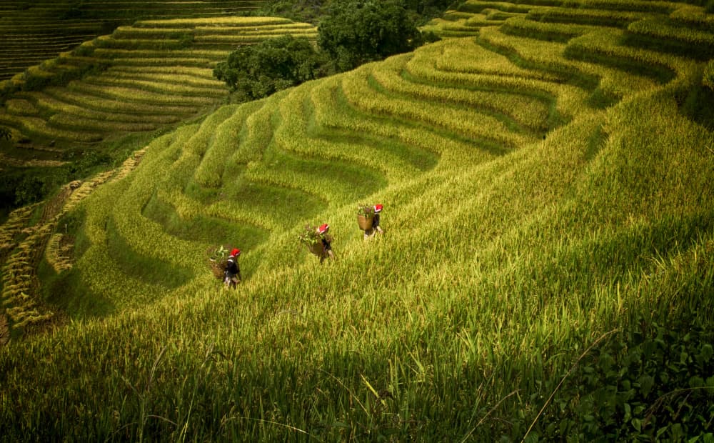 Green Rice Terraces by Angela Muliani Hartojo — canvas wall art