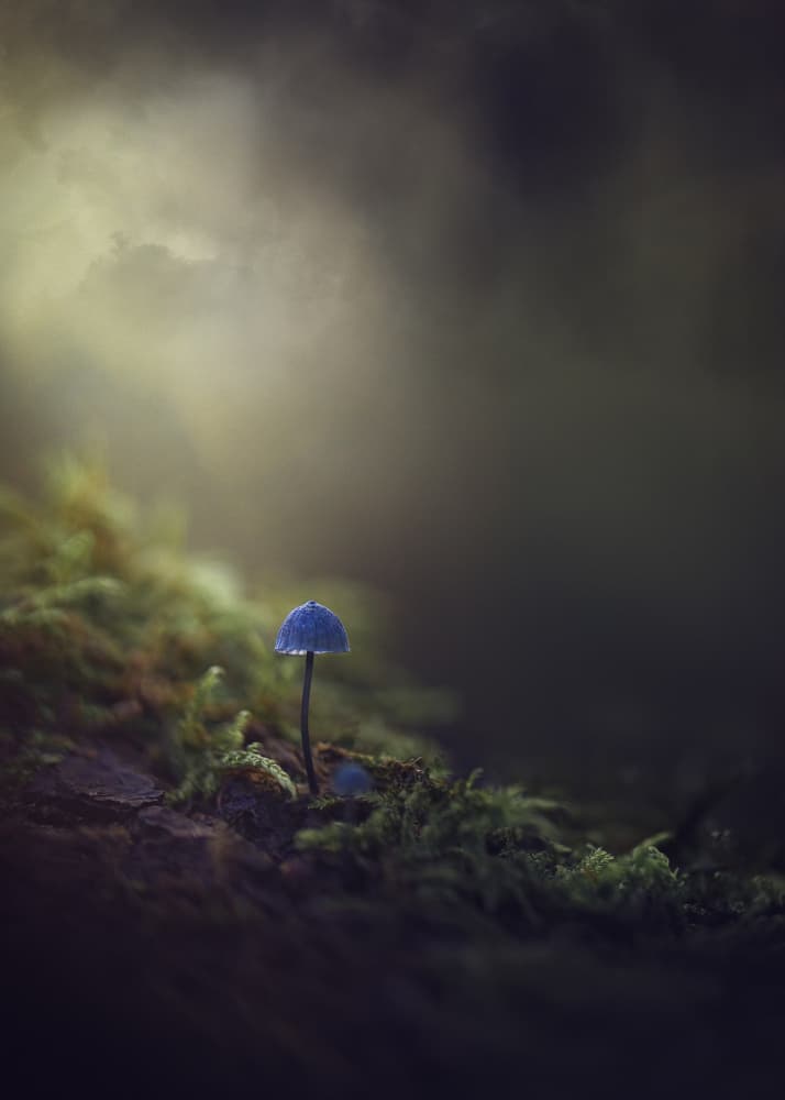 Mystical Forest Mushroom by Kristina Zvinakeviciute — canvas wall art