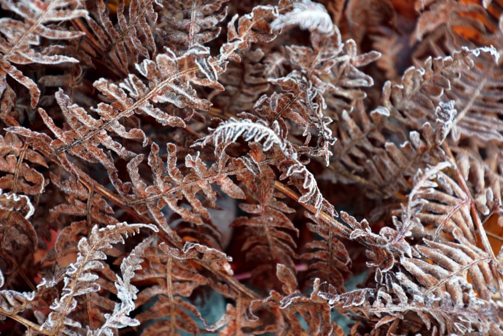 Frozen Ferns Winter by Christina Sillen — canvas wall art