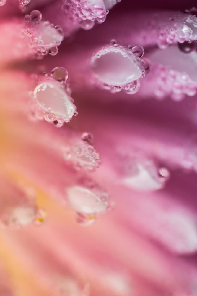 Pink Petals with Dew by Javier Pardina — canvas wall art