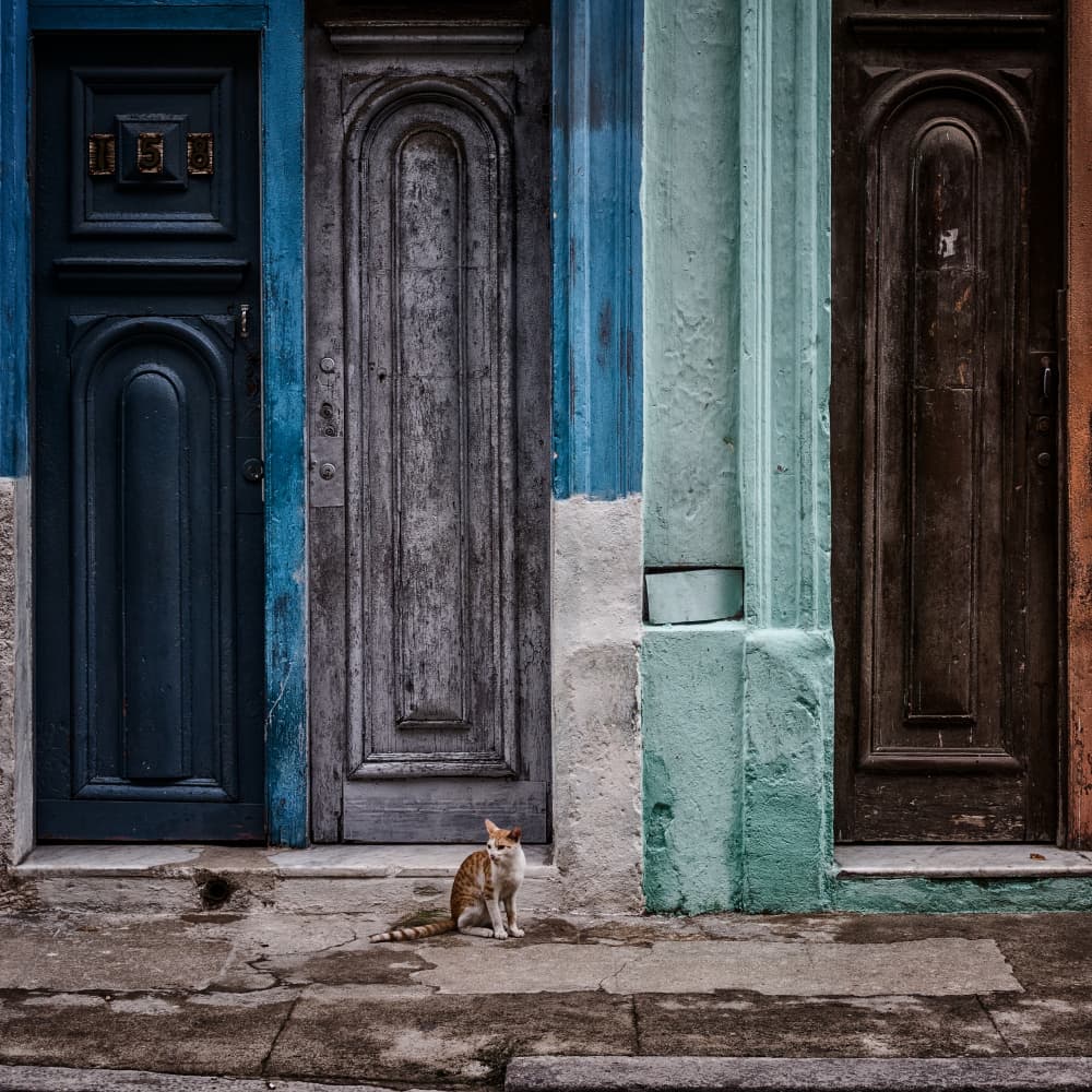 Rustic Doors and Cat by Pavol Stranak — canvas wall art