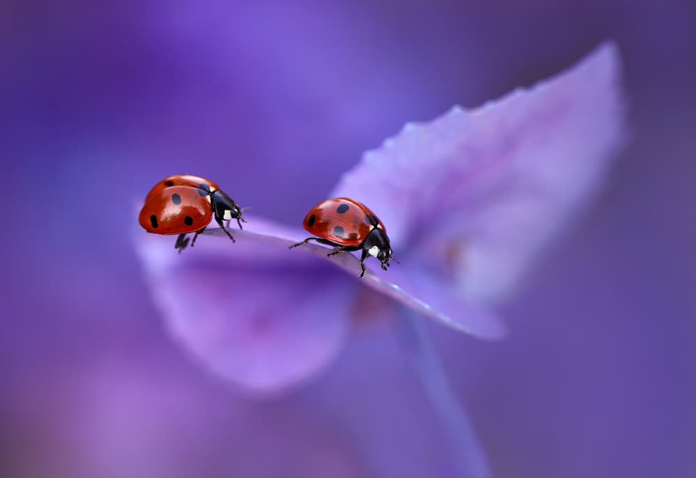 Ladybugs on Purple Petal by Ellen van Deelen — canvas wall art
