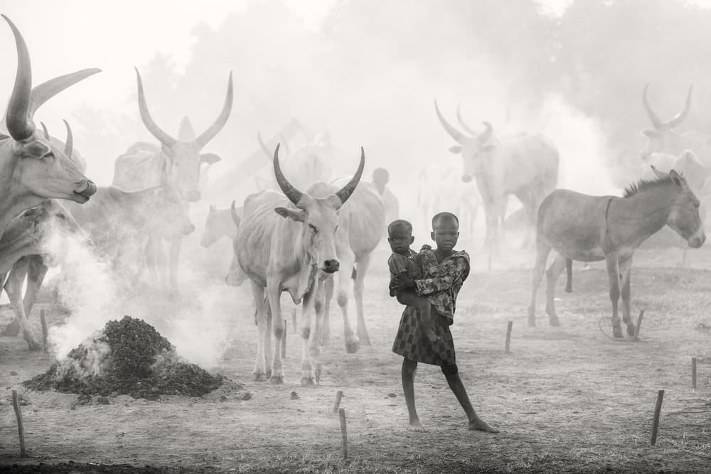 African Children And Cattle by Trevor Cole — canvas wall art