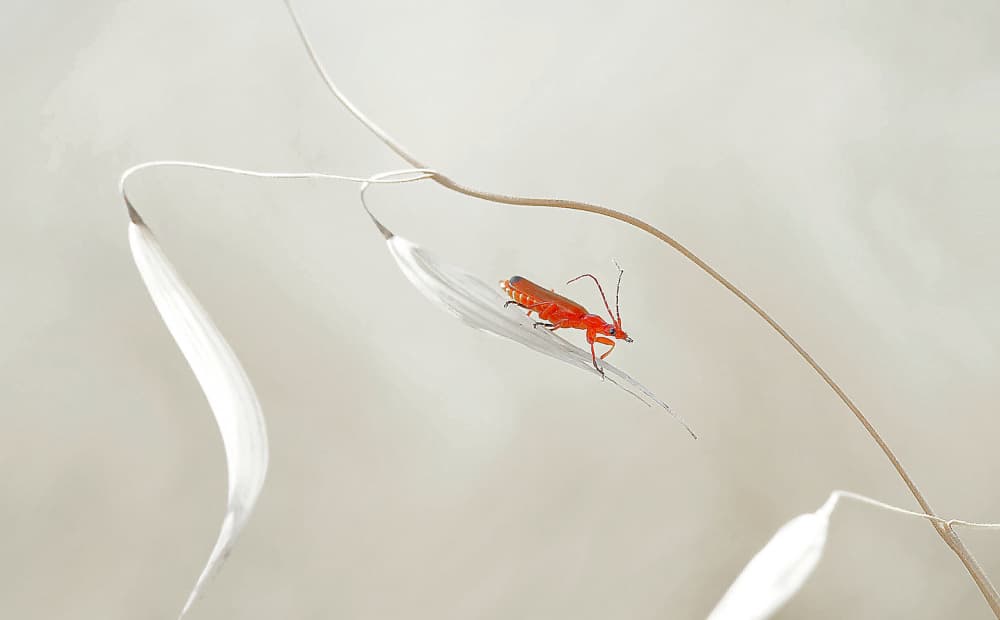 Red Bug on Delicate Stem by Thierry Dufour — canvas wall art