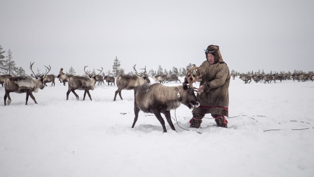 Reindeer Herder In Snow by Marcel Rebro — canvas wall art