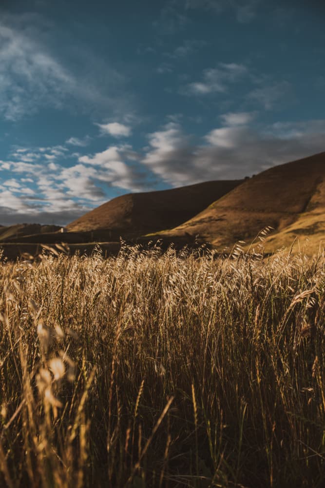 Golden Wheat Field by Tim Mossholder — canvas wall art