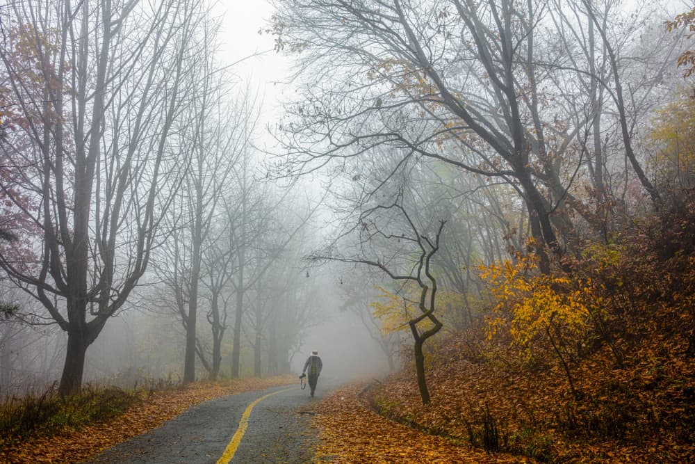 Misty Autumn Walk by Shin Woo Ryu — canvas wall art