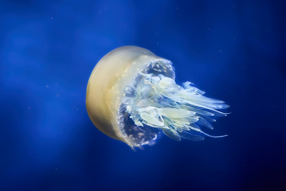 Glowing Blue Jellyfish by Kaisyakuji Yushi — canvas wall art