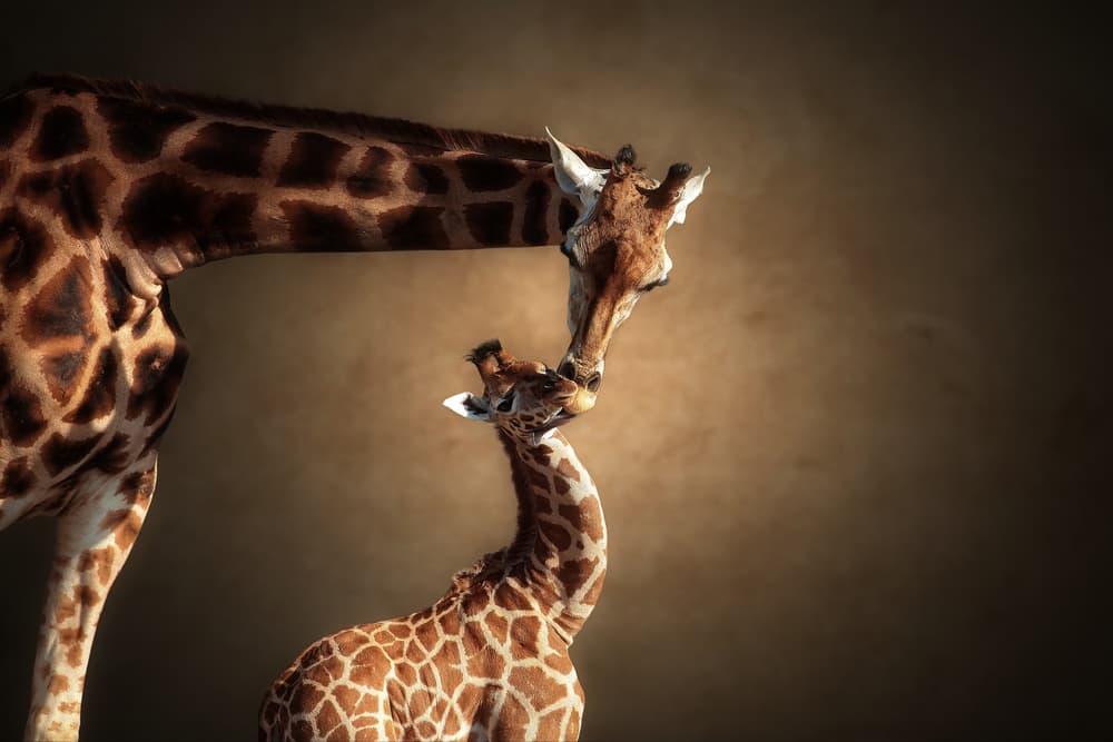 Gentle Giraffe Love by Antje Wenner-Braun — canvas wall art