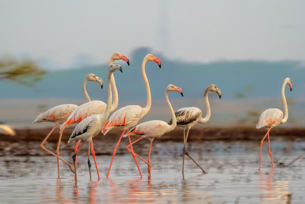 Graceful Flamingos Wading by Rahul Wedpathak — canvas wall art