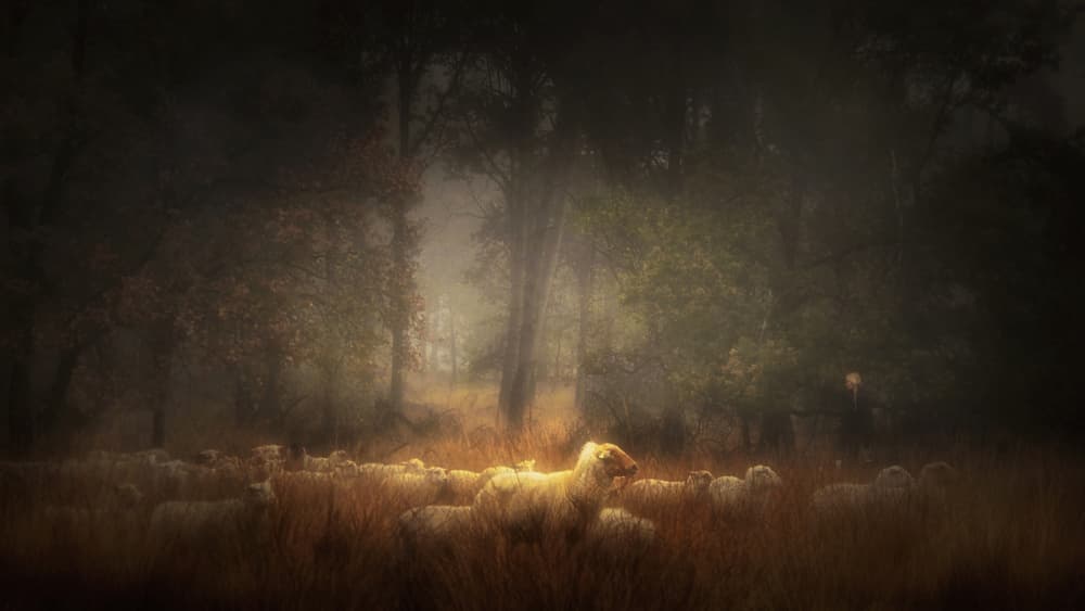 Sheep In Golden Mist by Saskia Dingemans — canvas wall art