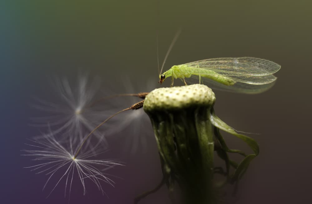 Green Lacewing on Dandelion by Summer2016 — canvas wall art