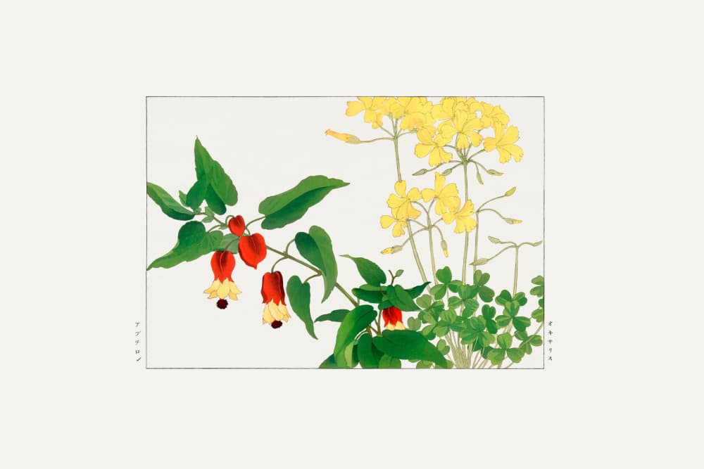 Wood Sorrel by Tanigami Konan — canvas wall art
