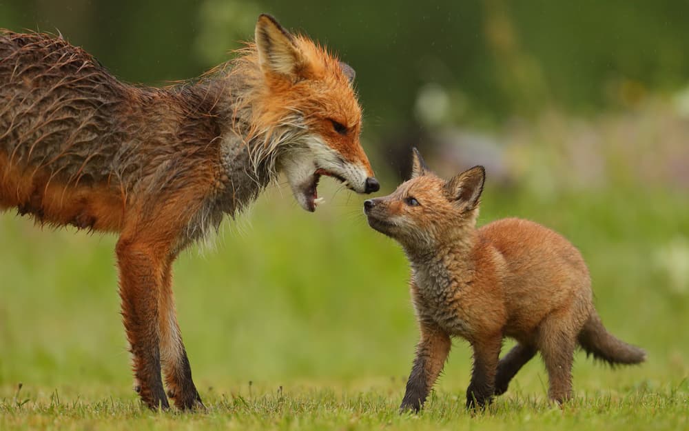 Wild Fox And Pup by Assaf Gavra — canvas wall art