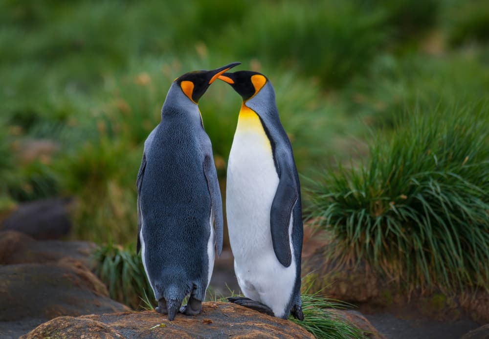 Loving King Penguins by YY DB — canvas wall art