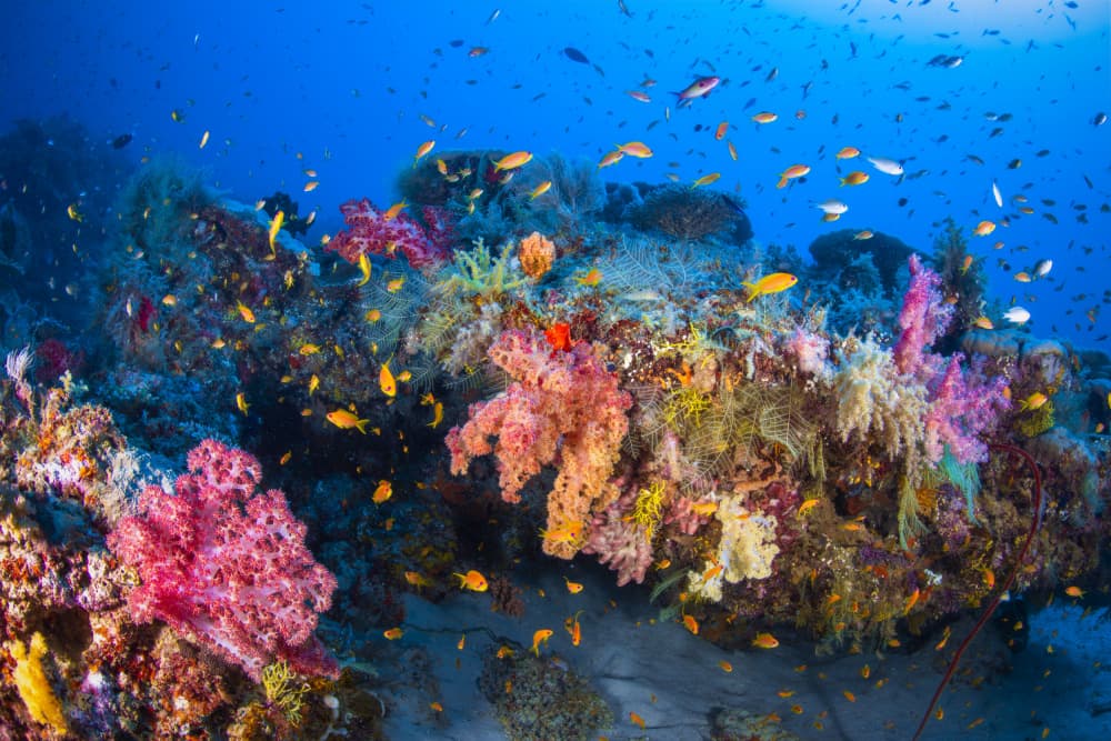 Vibrant Coral Reef by Barathieu Gabriel — canvas wall art