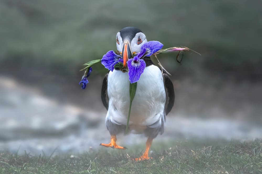 Puffin with Iris Flower by Larry Deng APA — canvas wall art