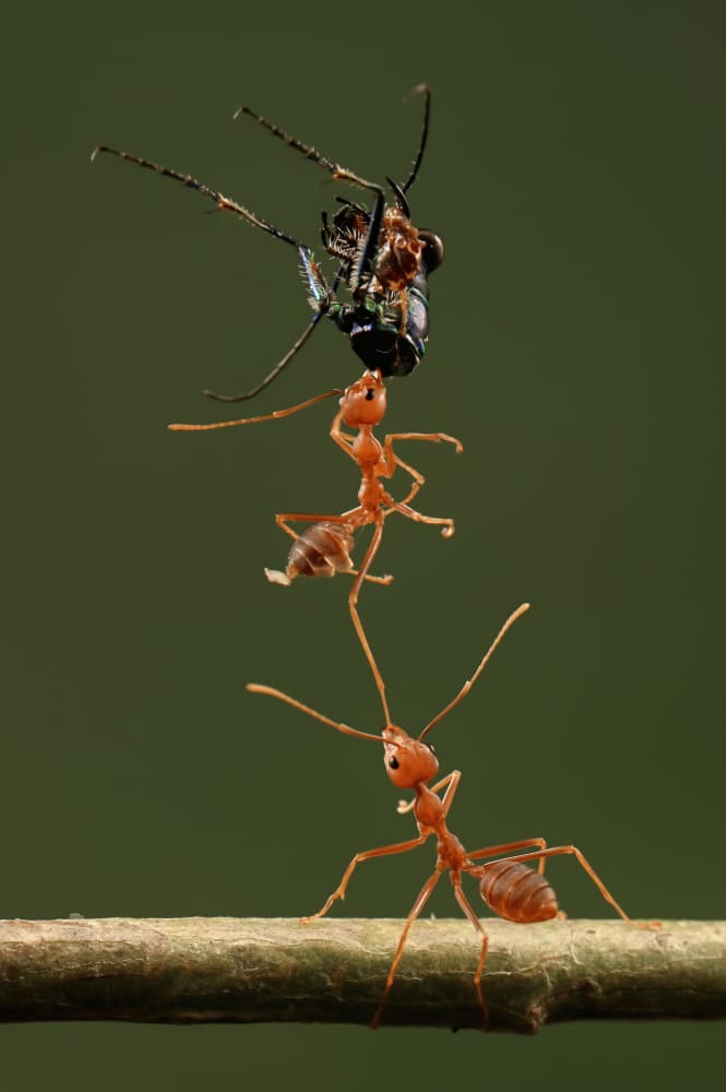 two ants and their prey by Edy Pamungkas — canvas wall art