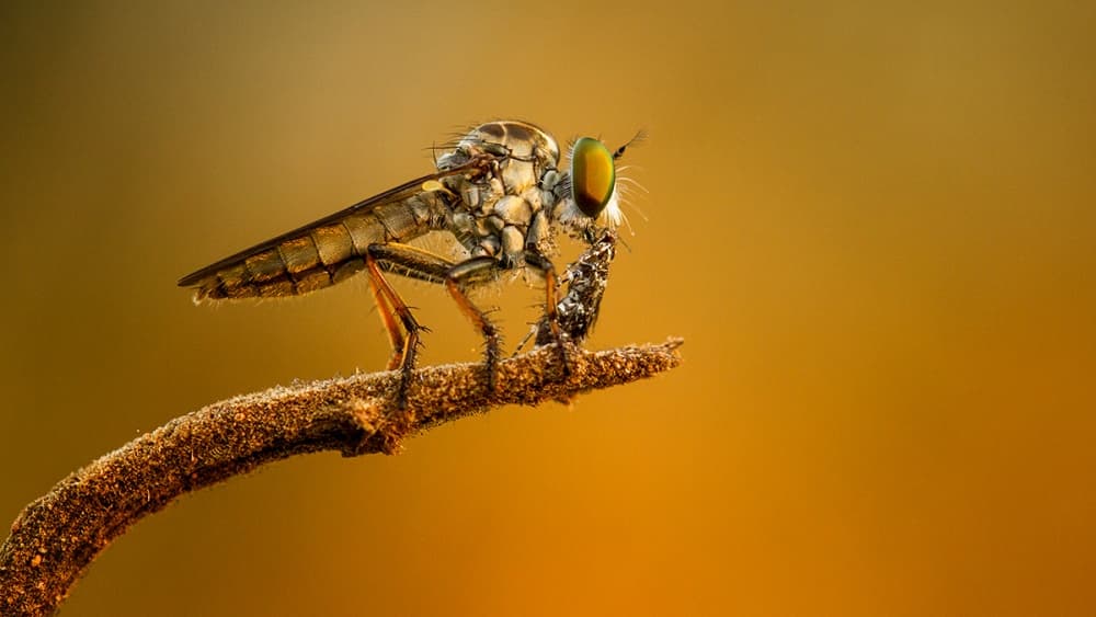 Golden Robber Fly Macro by Hendy Mp — canvas wall art