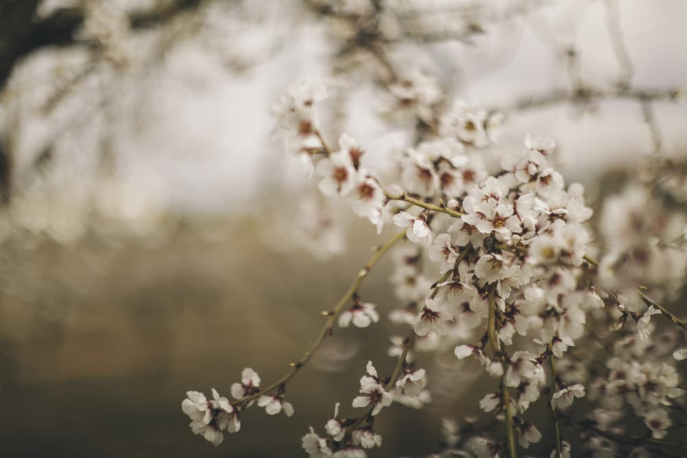 Soft Spring Blossoms by Javier Pardina — canvas wall art