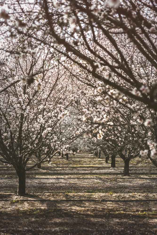 Almond Orchard Bloom by Tim Mossholder — canvas wall art