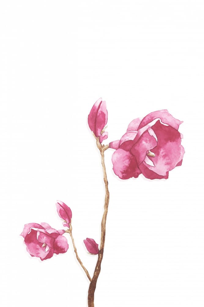 Vibrant Pink Flowers by Karen Menzenbach — canvas wall art