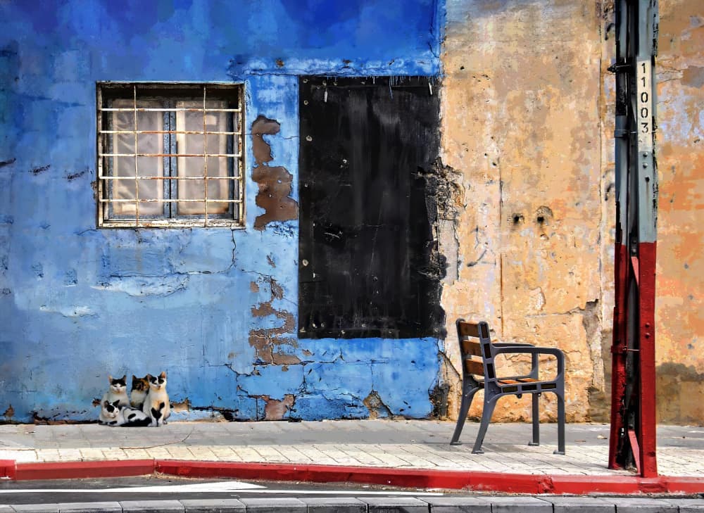 Street Cats Blue Wall by Arnon Orbach — canvas wall art