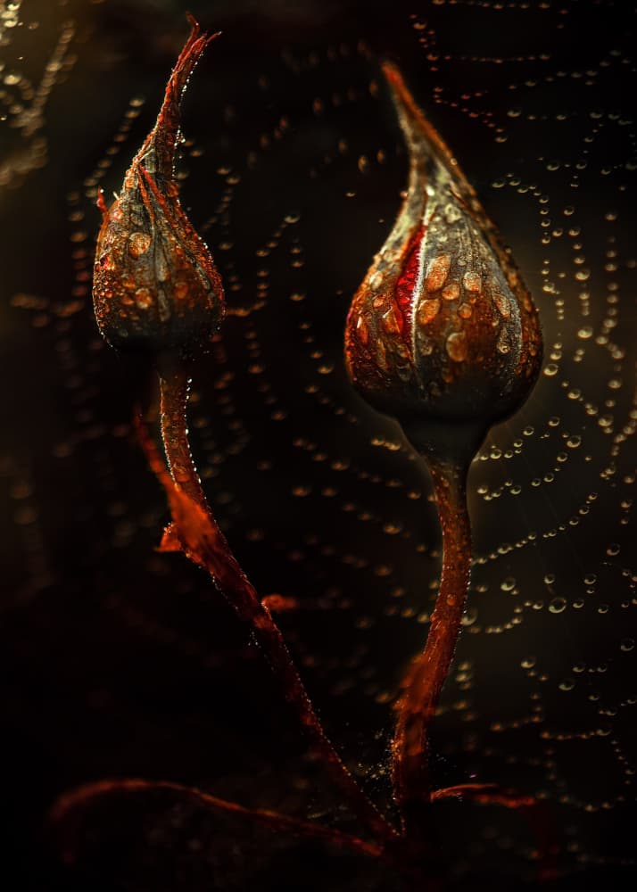 Crimson Dewdrop Buds by Kristina Zvinakeviciute — canvas wall art
