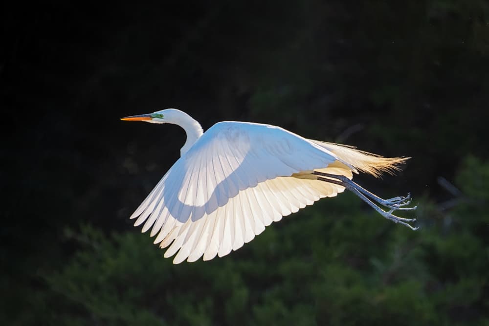 Glowing Egret In Flight by Siyu_Wei APA — canvas wall art