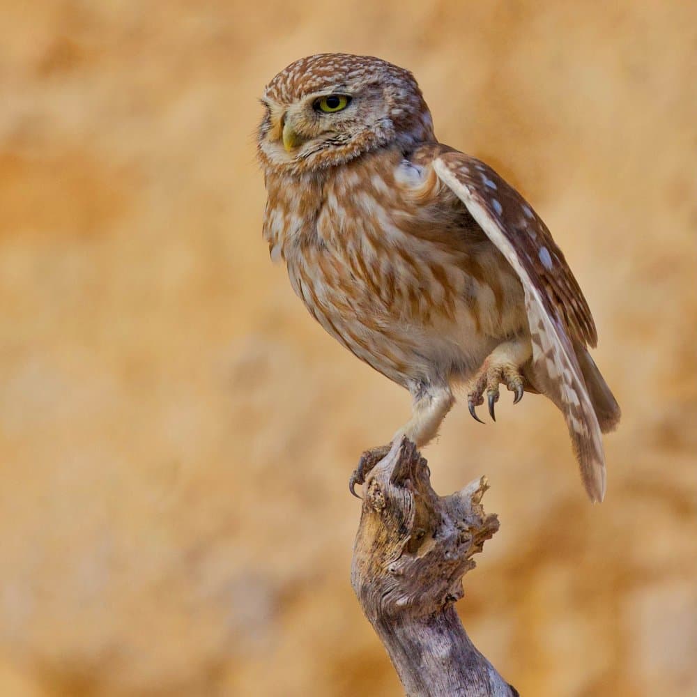 Alert Little Owl by David Manusevich — canvas wall art