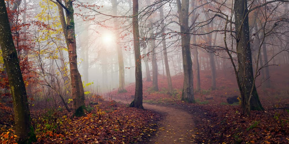 Misty Forest Path by Leif Løndal — canvas wall art