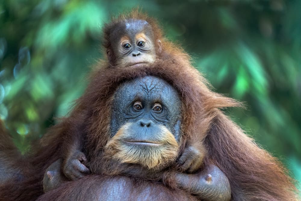 Mother Orangutan and Baby by Antonyus Bunjamin (Abe) — canvas wall art