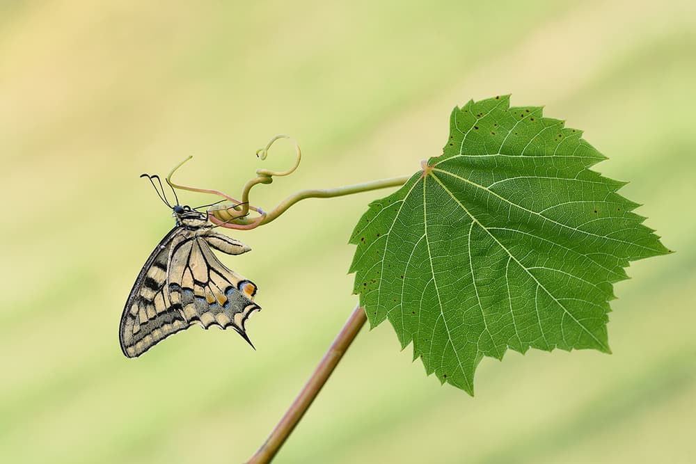 Swallowtail on Vine by Roberto Marini — canvas wall art