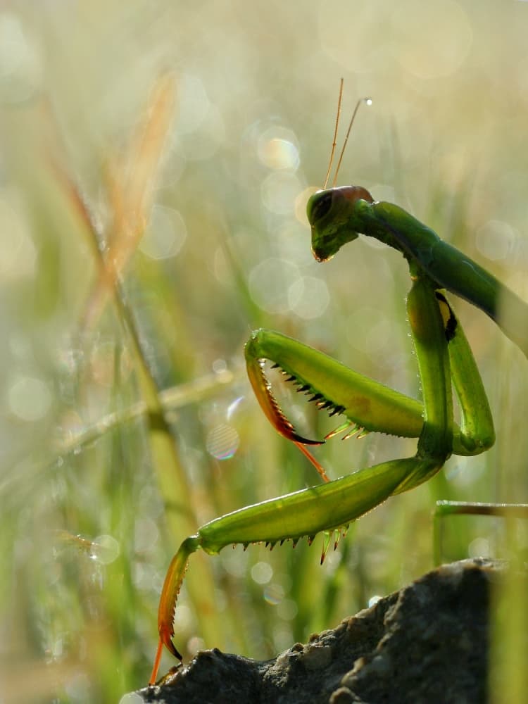 Mantis in Morning Dew by Jimmy Hoffman — canvas wall art