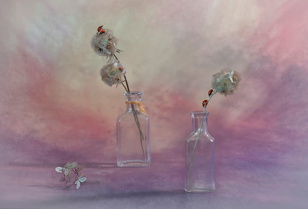 Dreamy Ladybug Still Life by Lydia Jacobs — canvas wall art