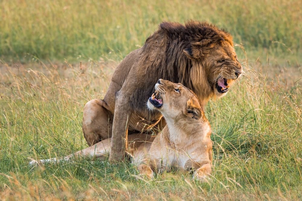 Roaring Lions Mating by Mohammed Alnaser — canvas wall art