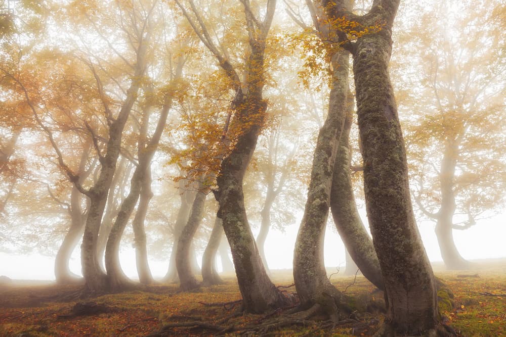Misty Autumn Trees by Luigi Ruoppolo — canvas wall art
