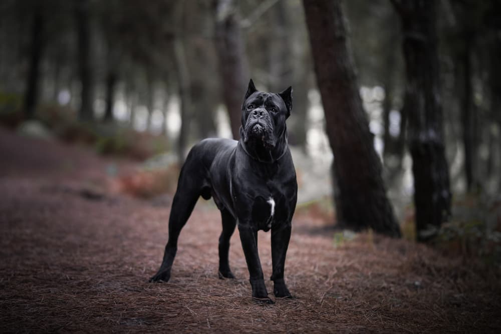 Regal Forest Cane Corso by Alfonso maseda varela — canvas wall art