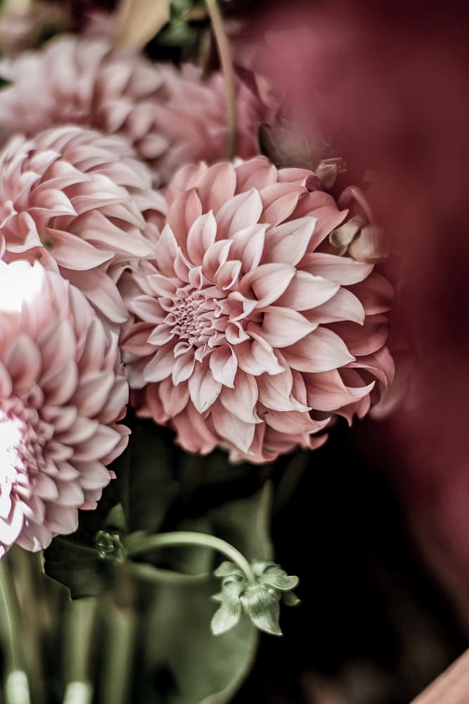 Blushing Petals by Shot by Clint — canvas wall art