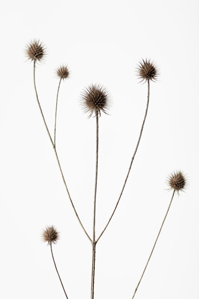 Thistle Seed Pods by Pictufy Studio III — canvas wall art