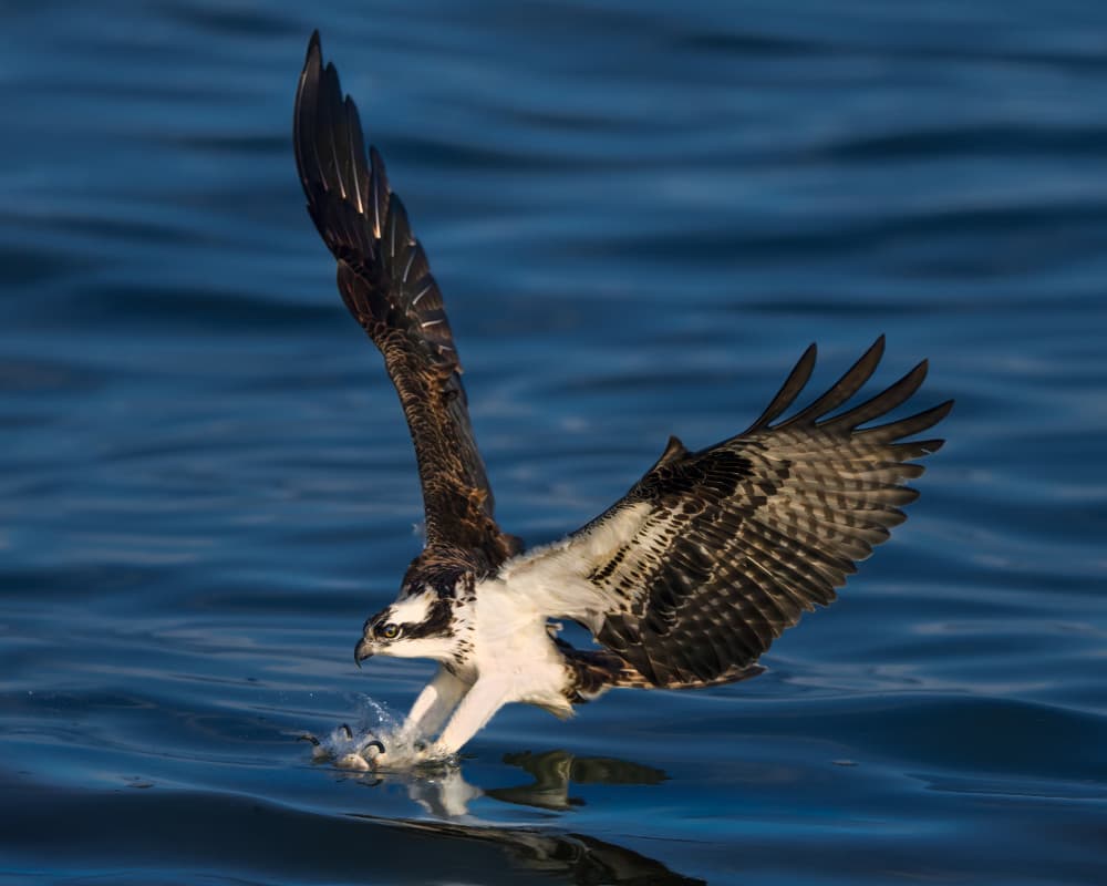 Osprey Fishing Dive by John Fan — canvas wall art
