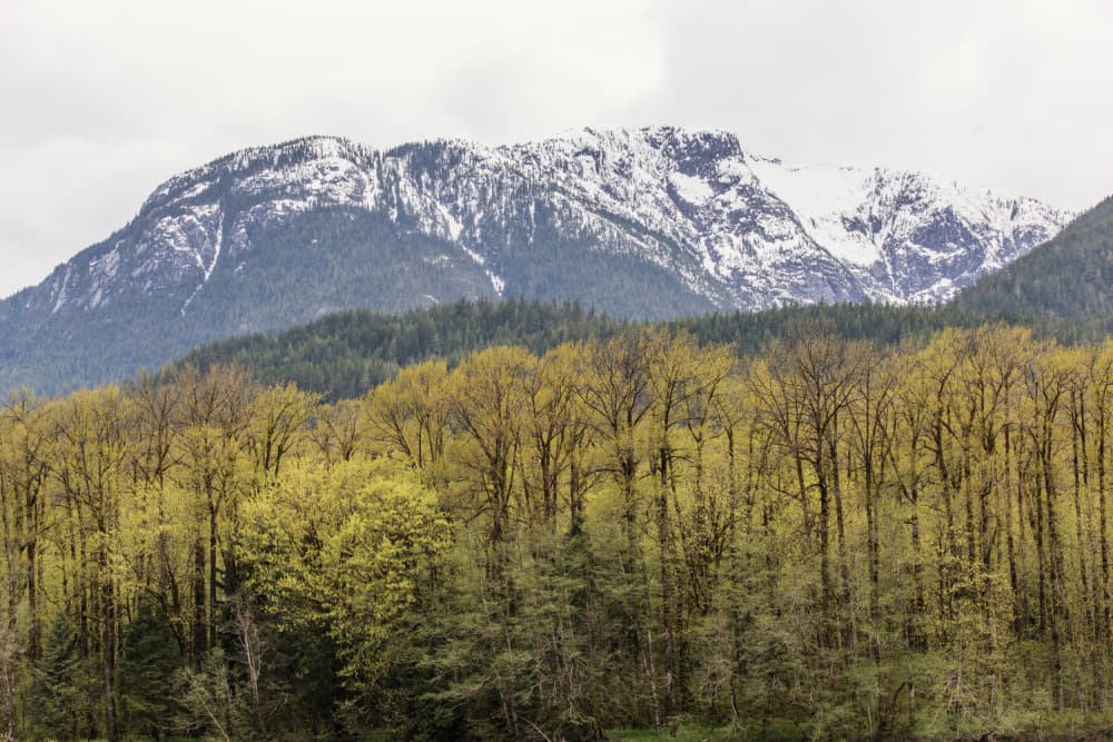 Spring Mountain Forest by Lynann Colligan — canvas wall art