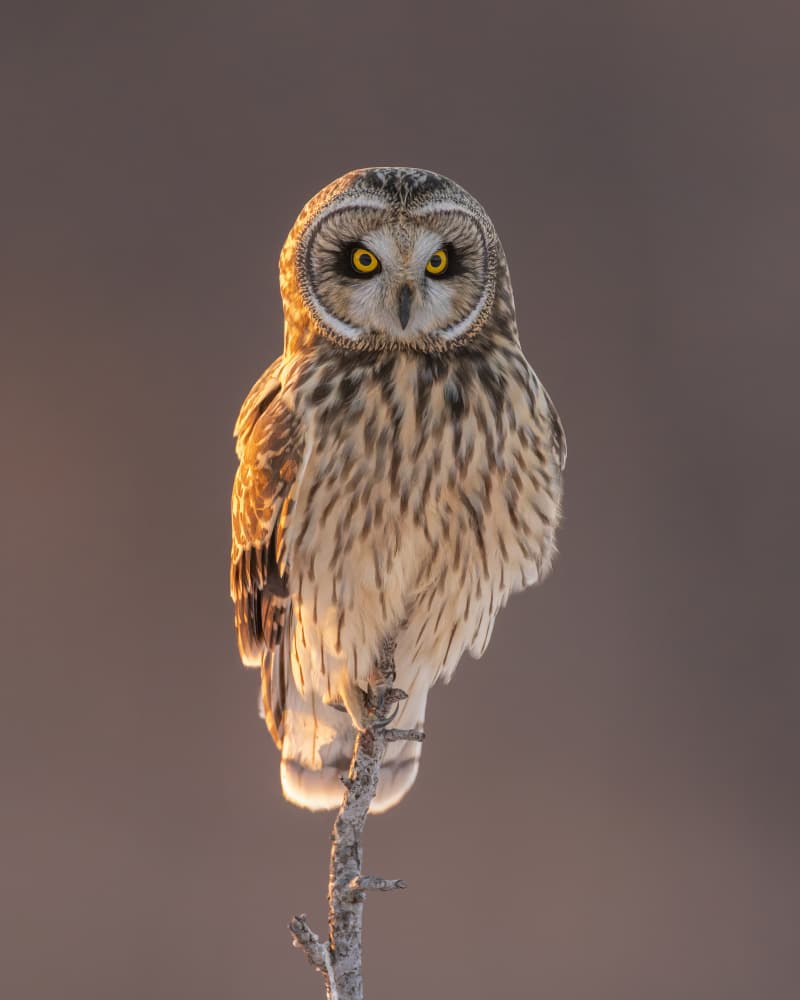 Short-eared Owl by Donald Luo — canvas wall art