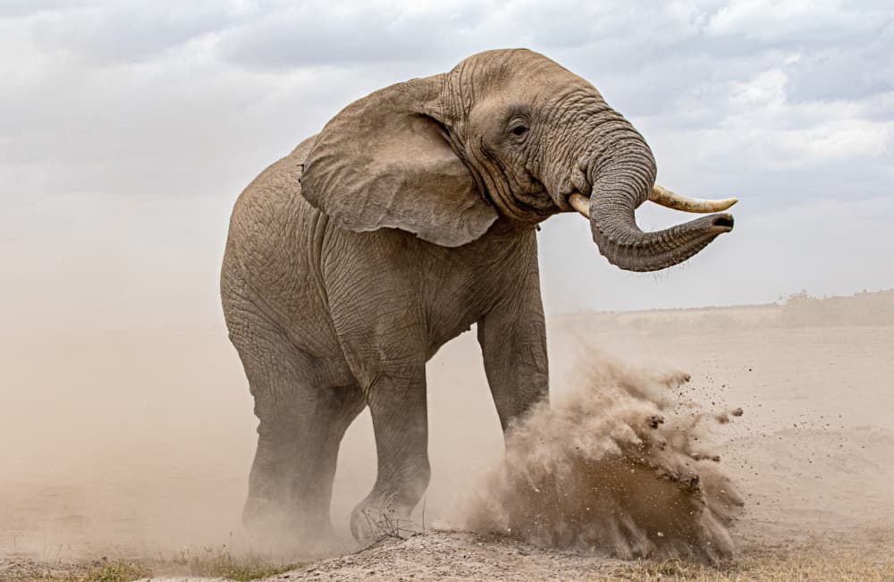 African Elephant Dusting by Emma Allen-Rowlandson — canvas wall art