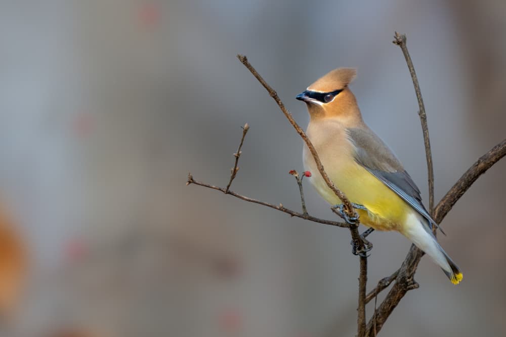 Cedar Waxwing Perched by Jacob (Jian) Xu — canvas wall art