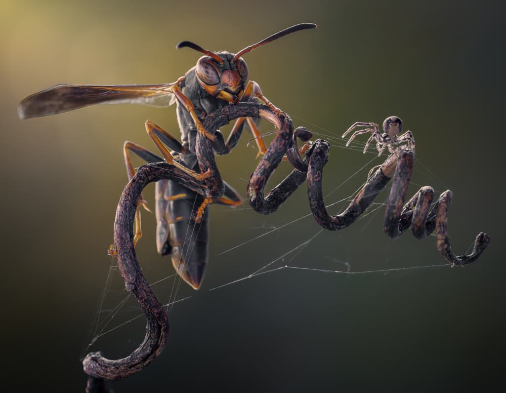 Wasp on Spiraling Vine by Atul Saluja — canvas wall art
