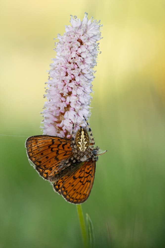 Spider and Butterfly Bloom by Daan de Vos — canvas wall art