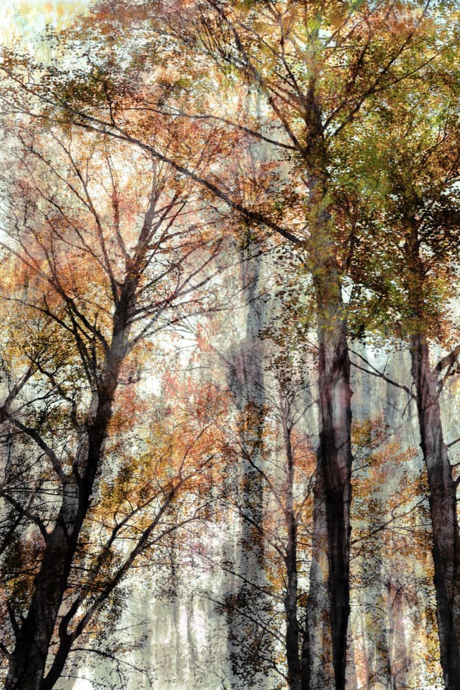 Autumn Forest Light by Christina Sillen — canvas wall art