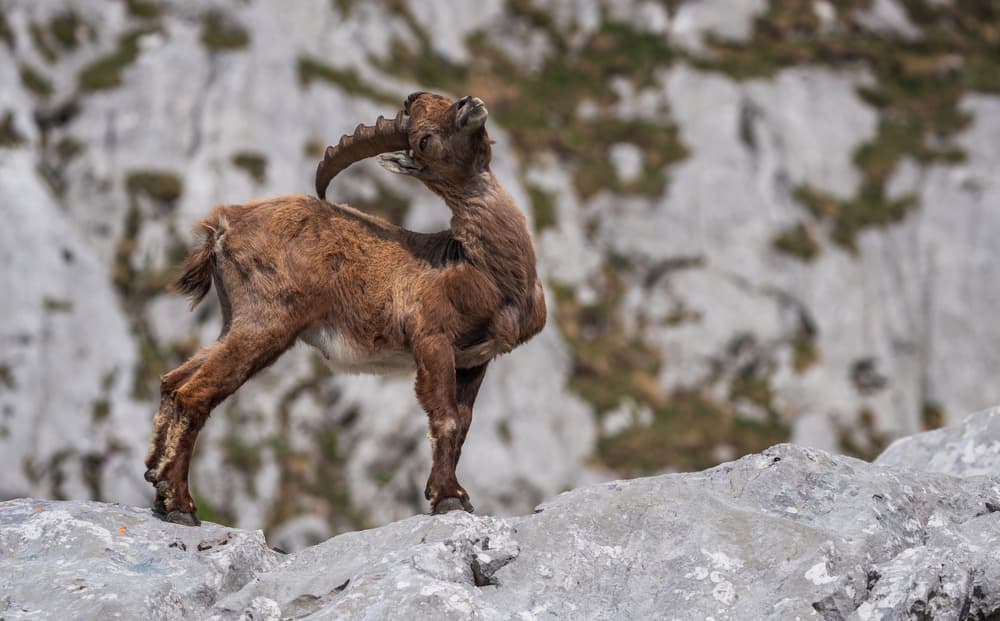Majestic Mountain Ibex by Ales Krivec — canvas wall art